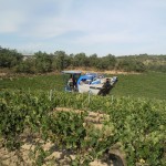 Recolección de uva en viñedos del somontano, campaña 2011.