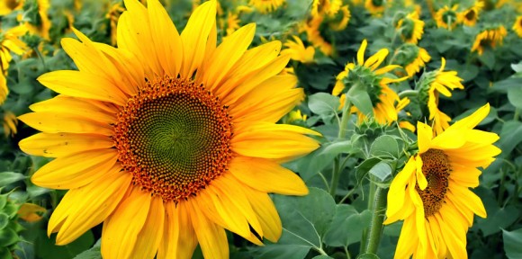 Servicios de Siembra Directa.